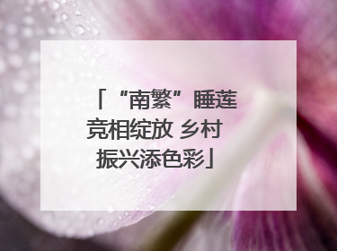 “南繁”睡莲竞相绽放 乡村振兴添色彩
