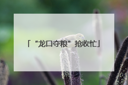 “龙口夺粮”抢收忙