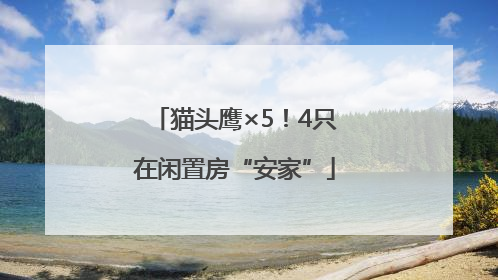 猫头鹰×5！4只在闲置房“安家”