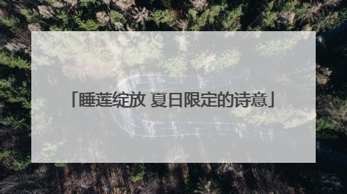 睡莲绽放 夏日限定的诗意