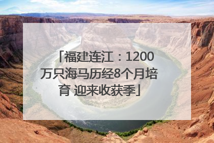 福建连江：1200万只海马历经8个月培育 迎来收获季