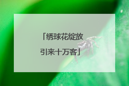绣球花绽放 引来十万客