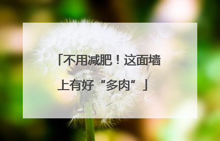 不用减肥！这面墙上有好“多肉”