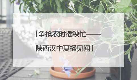 争抢农时插秧忙——陕西汉中夏播见闻
