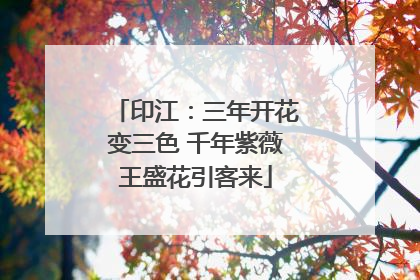 印江：三年开花变三色 千年紫薇王盛花引客来