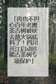 再也不担心百年老鹰茶古树被砍去熬火锅底料了！四川开江启动珍稀古茶树专项保护