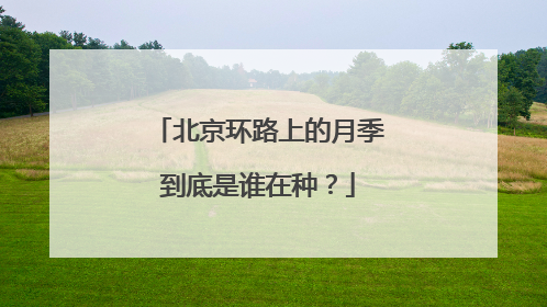 北京环路上的月季到底是谁在种？