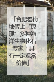 合肥罍街地砖上“惊现”多种海洋生物化石 专家：具有一定观赏价值