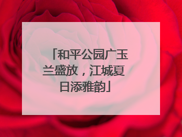 和平公园广玉兰盛放，江城夏日添雅韵
