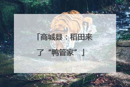 商城县：稻田来了“鸭管家”
