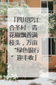 四川罗江合圣村：青花椒飘香满枝头，万亩“绿色银行”迎丰收
