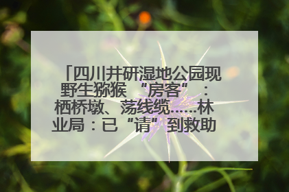 四川井研湿地公园现野生猕猴 “房客”：栖桥墩、荡线缆……林业局：已“请”到救助站，将放归自然