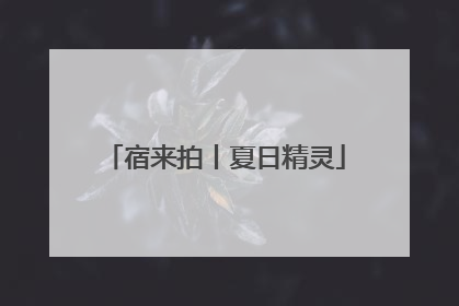 宿来拍丨夏日精灵