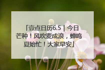 壹点日历6.5｜今日芒种！风吹麦成浪，蝉鸣夏始忙！大家早安