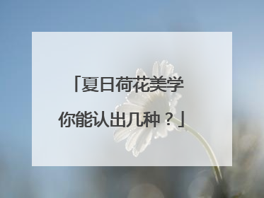 夏日荷花美学 你能认出几种？