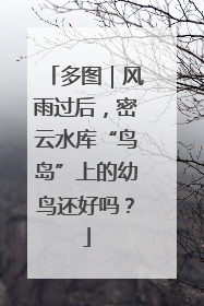 多图｜风雨过后，密云水库“鸟岛”上的幼鸟还好吗？