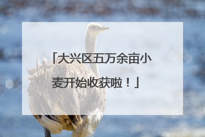 大兴区五万余亩小麦开始收获啦！