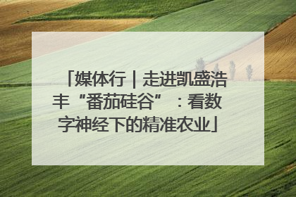 媒体行｜走进凯盛浩丰“番茄硅谷”：看数字神经下的精准农业