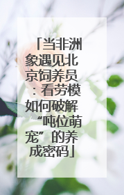 当非洲象遇见北京饲养员：看劳模如何破解“吨位萌宠”的养成密码