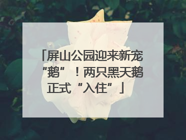 屏山公园迎来新宠“鹅”！两只黑天鹅正式“入住”