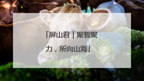 屏山君｜聚智聚力，所向山海