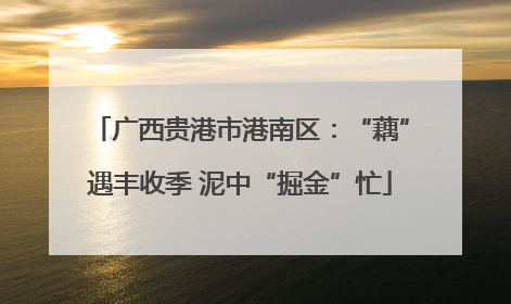 广西贵港市港南区：“藕”遇丰收季 泥中“掘金”忙