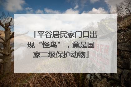 平谷居民家门口出现“怪鸟”，竟是国家二级保护动物