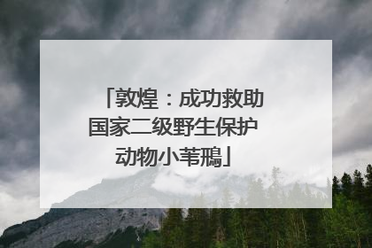 敦煌：成功救助国家二级野生保护动物小苇鳽