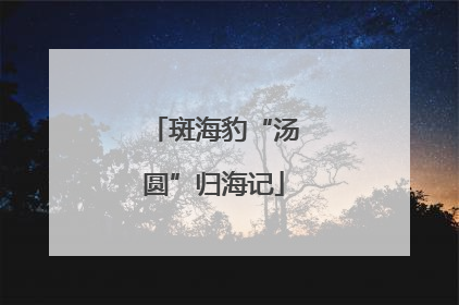 斑海豹“汤圆”归海记
