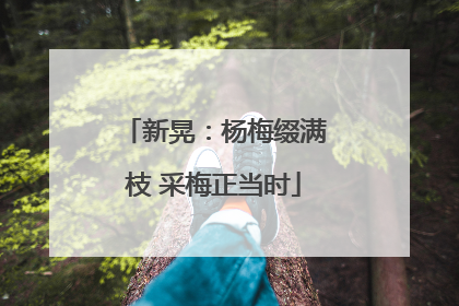 新晃：杨梅缀满枝 采梅正当时