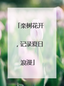 栾树花开，记录夏日浪漫