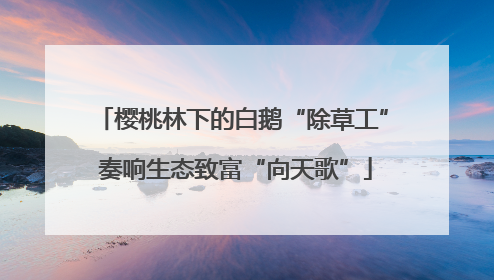 樱桃林下的白鹅“除草工” 奏响生态致富“向天歌”