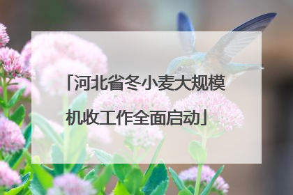 河北省冬小麦大规模机收工作全面启动