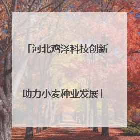 河北鸡泽科技创新助力小麦种业发展