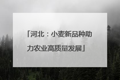 河北：小麦新品种助力农业高质量发展