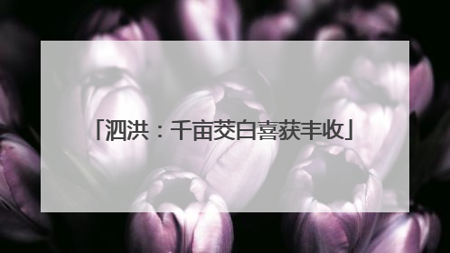 泗洪：千亩茭白喜获丰收