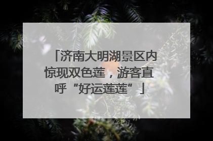 济南大明湖景区内惊现双色莲，游客直呼“好运莲莲”