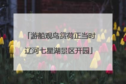 游船观鸟赏荷正当时 辽河七星湖景区开园