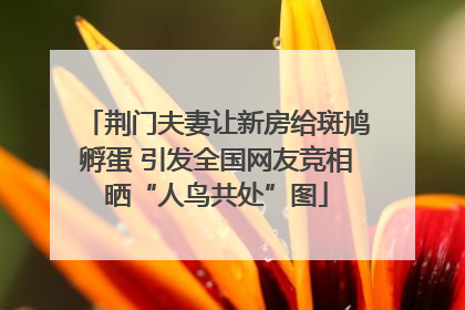 荆门夫妻让新房给斑鸠孵蛋 引发全国网友竞相晒“人鸟共处”图