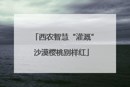 西农智慧“灌溉” 沙漠樱桃别样红