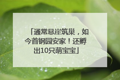 通常悬崖筑巢，如今首钢园安家！还孵出10只萌宝宝