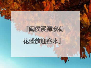 闽侯溪源寨荷花盛放迎客来