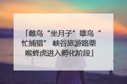 雌鸟“坐月子”雄鸟“忙捕猎” 峡谷旅游路栗喉蜂虎进入孵化阶段