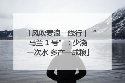 风吹麦浪一线行｜“马兰 1 号”：少浇一次水 多产一成粮