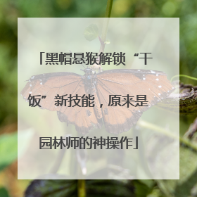 黑帽悬猴解锁“干饭”新技能，原来是园林师的神操作