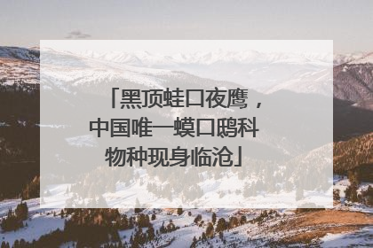 黑顶蛙口夜鹰，中国唯一蟆口鸱科物种现身临沧