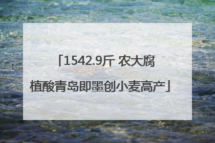 1542.9斤 农大腐植酸青岛即墨创小麦高产