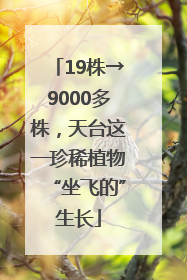 19株→9000多株，天台这一珍稀植物“坐飞的”生长